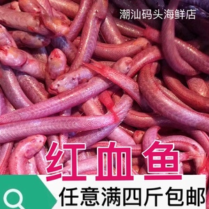 野生赤岭鱼红血鱼当天海捕新鲜海鲜水产海鱼红条条潮汕特产顺丰