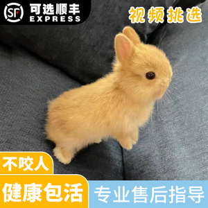 小型侏儒兔子活物长不大宿舍迷你茶杯兔凤眼荷兰垂耳活体宠物兔