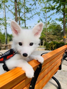 800人付款淘宝精选小仓鼠活体狐狸宠物苍鼠活物公仔已打疫苗一对情侣