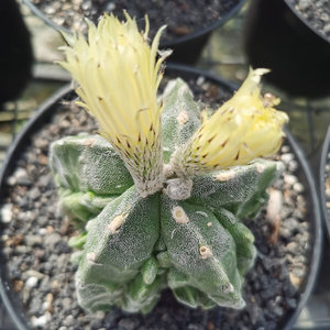 岸芷汀兰 精品复隆实生核桃鸾凤玉 稀有罕见品种一物一拍 仙人球