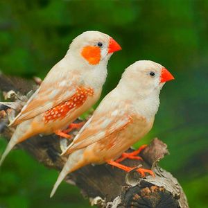 灰白珍珠鸟驼色珍珠鸟十姐妹鸟活体种鸟活宠物鸟观赏鸟成年繁殖鸟