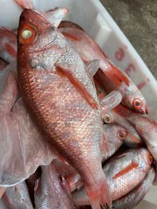 闹妈海鲜】舟山深海大红果鲤  1条1-1.2斤之间 先收1.2斤多退少补