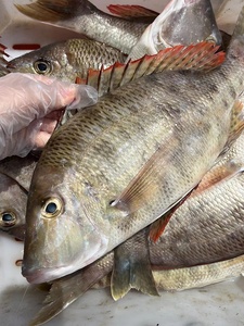 【闹妈海鲜】舟山海钓连尖鱼 1条1.5斤上下 先收1.5斤钱多退少补