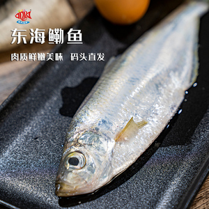 闹妈海鲜】舟山东海新鲜鳓鱼力鱼 1斤2条左右