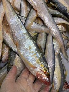 【闹妈海鲜】舟山新鲜海刀 1斤4-7条左右