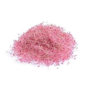 新鲜芽苗西兰花芽苗紫甘蓝芽苗苜蓿芽苗珊瑚草可混搭精力汤食材