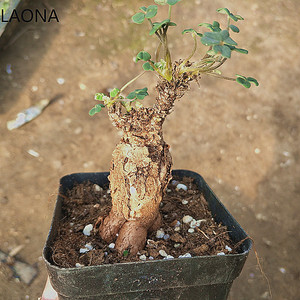 块根酢浆草  随机发 稀有品种库存稀少根系露养越养越老
