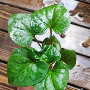 鱼腥草苗盆栽折耳根种植阳台观赏中药材保健凉拌菜新鲜根系发达