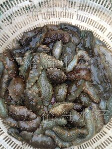 青岛广裕海 包邮活海参500克6到10只野生底播鲜活刺参生吃刺身