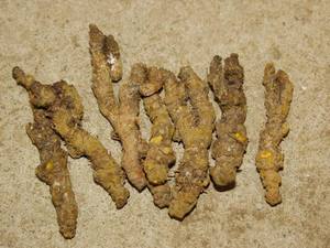 峨眉山种植黄连