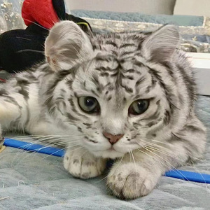 虎猫美国短毛猫美短虎斑标斑起司加白猫咪美短猫舍猫舍孟加拉豹猫