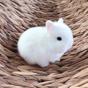 纯种侏儒兔活体长不大迷你小型海棠西施茶杯兔宠物兔宿舍兔子活物