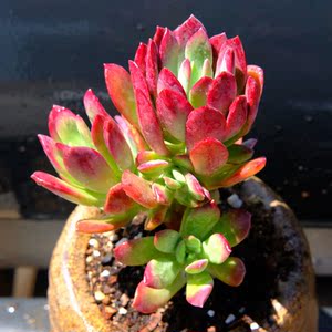 多肉植物 胭脂莲 红稚莲 肉肉植物 群生多肉 实拍图