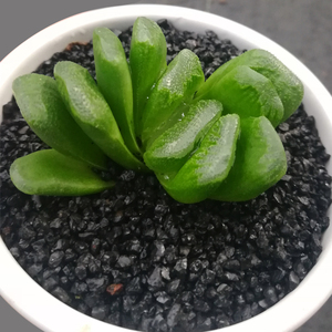 多肉植物玉扇绿植防辐射玉露多肉十二卷透明好看超大稀有品种好养