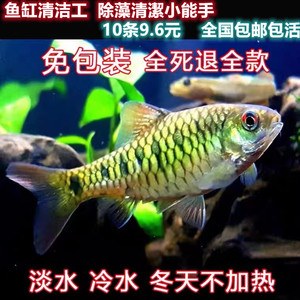 中国斗鱼伴侣红眼原生条纹小鲃群游观赏鱼冷水鱼缸清洁工淡水活鱼