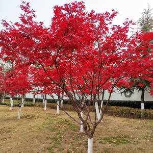 【四季红枫】四季红枫品牌,价格 - 阿里巴巴