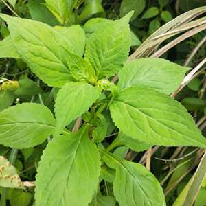 重庆山城深山老林野生苦菜公苦麻菜苦丁菜现摘现发1500克包邮新鲜