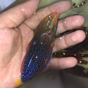 红龙幼鱼白点红龙成鱼星点彩虹龙海水鱼海缸水族箱咸水养殖生物