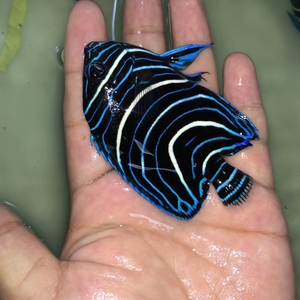 蓝纹神仙北斗神仙幼体大型神仙鱼珊瑚鱼海水观赏鱼海缸咸水鱼包活