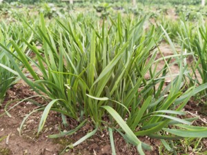 农家露天新鲜韭菜现割菜头菜心头茬非头刀菜四季菜3斤装包邮