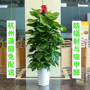 杭州大叶绿萝吸甲醛客厅办公室净化空气绿箩树开业送绿植大型植物