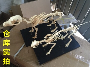 骨科器械 狗骨骼标本模型 宠物动物狗猫犬 教学骨架骨头 骨骼模型