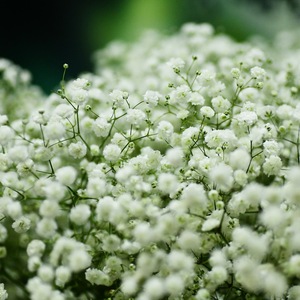 芊依园艺 伊洛斯重瓣丝石竹切花宿根满天星种苗 耐寒耐热多年生草