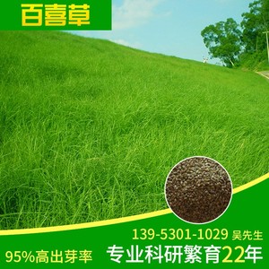 百喜草优质牧草种子高发芽率护坡草坪草喂牛羊兔鹅鸭鱼鸵鸟观花