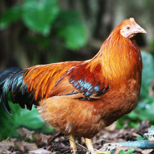 海南定安农村山林纯玉米散养一年跑地老阉鸡腌鸡太监鸡黄皮鸡活鸡