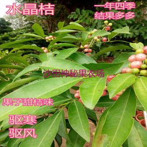 桔树