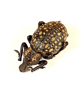 巨型象甲brachycerus ornatus昆虫标本甲虫收藏教学吉丁科普推荐