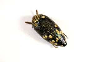 吉丁虫非洲大头黄点国外昆虫标本未整姿工艺原虫甲虫收藏