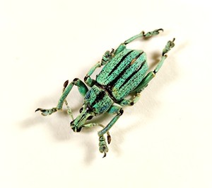 背部金属彩色的甲虫图片