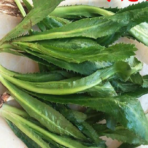 老缅芫荽大香菜原荽云南新鲜蔬菜调味料傣族剌芫荽香料佐料150克