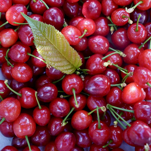 四川黄草小樱桃玛瑙红米易新鲜现摘孕妇当季水果顺丰空运小车厘子