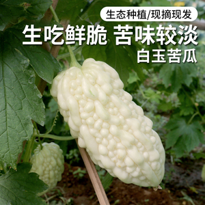 台湾白玉苦瓜