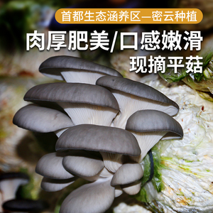 新鲜现采平菇 个大鲜美嫩滑北京密云种植 菌菇鲜蘑菇 蔬菜300g