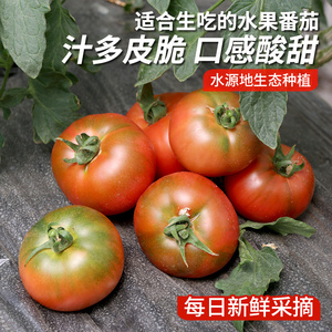 生吃水果番茄皮脆酸甜 草莓柿子自然熟水果铁皮西红柿有籽 1.5kg