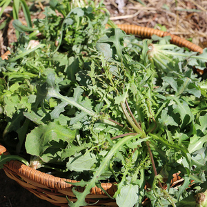 密农人家 野菜 苦碟子 曲曲菜 曲麻菜 野生苦麻菜 苦碟菜 300g