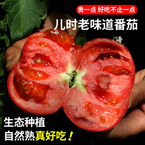 密农人家沙瓤西红柿生吃大番茄有籽新鲜自然熟 北京密云流沙番茄