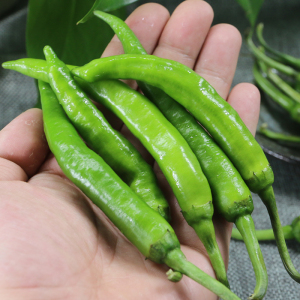 【小杭椒】小杭椒品牌,价格 - 阿里巴巴