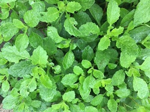 片仔癀草鲜叶 可食用蔬菜清凉解毒植物 鲜叶500g