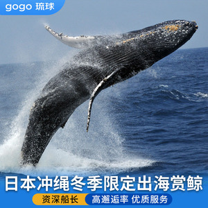 日本冲绳赏鲸那霸北谷本部町出发出海观鲸赏鲸冲绳冬季限定看鲸