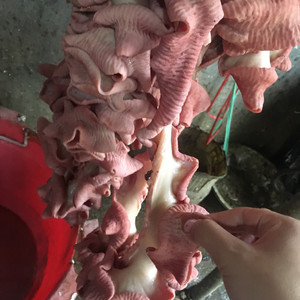 牛盘肠