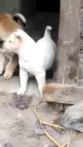 00 0人付款  淘宝 铁包银四眼广西土狗土猎犬柴犬 广西钦州
