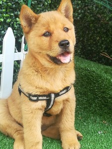 广西土猎活体土狗中华田园犬猎狗秋田柴犬