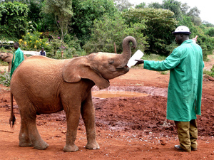 肯尼亚内罗毕国际会议中心+小象孤儿院+民俗村+国家博物馆一日游
