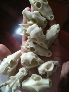 十二生肖头骨