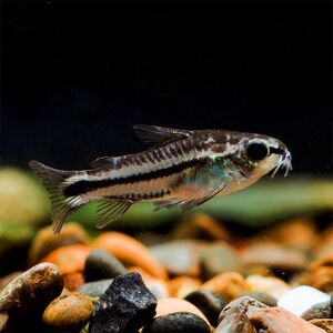 鼠鱼清道夫精灵鼠鱼热带小型可繁殖草缸垃圾鱼活体淡水观赏鱼好养