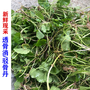 新鲜现采 透骨消 驳骨消 接骨消 连钱草 驳骨丹 中草药500g包邮
